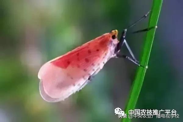 「農技」常見農業(yè)害蟲分類大全