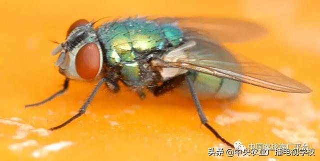 「農技」常見農業(yè)害蟲分類大全