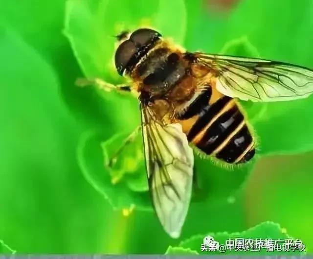 「農技」常見農業(yè)害蟲分類大全