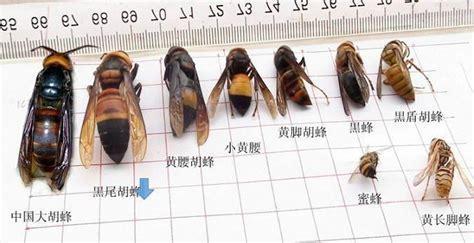 震驚！這種小蟲每年都?xì)⑺郎锨恕涞淖允? img_height=