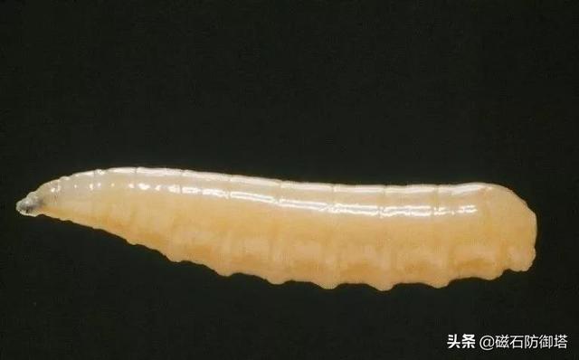 蒼蠅為什么這么招人討厭，它們就沒有一點(diǎn)貢獻(xiàn)嗎？