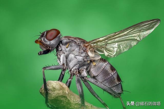 蒼蠅為什么這么招人討厭，它們就沒有一點(diǎn)貢獻(xiàn)嗎？