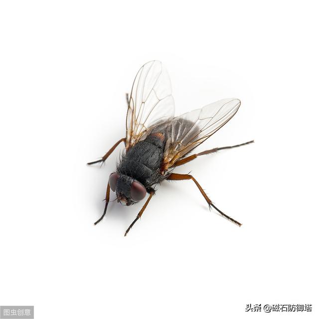 蒼蠅為什么這么招人討厭，它們就沒有一點(diǎn)貢獻(xiàn)嗎？