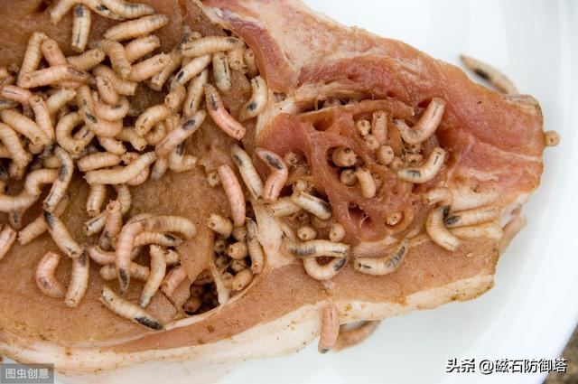 蒼蠅為什么這么招人討厭，它們就沒有一點(diǎn)貢獻(xiàn)嗎？