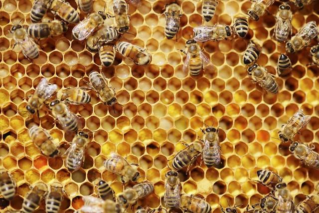 冷知識：蜜蜂可以識別人臉，卻無法分辨同類？