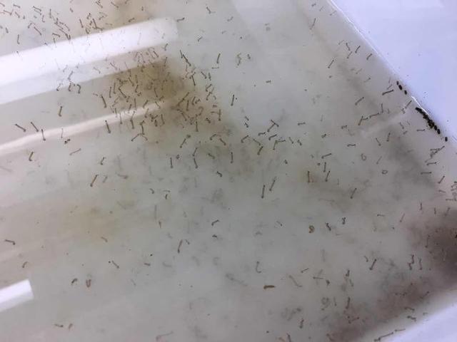 蚊子假如在這個世界上消失了，對人類有什么影響？