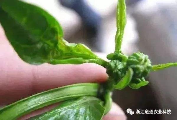 薊馬：就喜歡你看不上我，又干不掉我的樣子