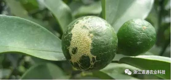 薊馬：就喜歡你看不上我，又干不掉我的樣子
