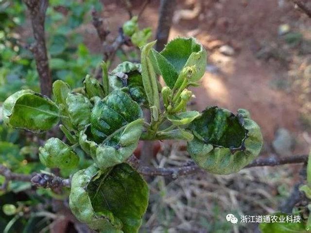 薊馬：就喜歡你看不上我，又干不掉我的樣子