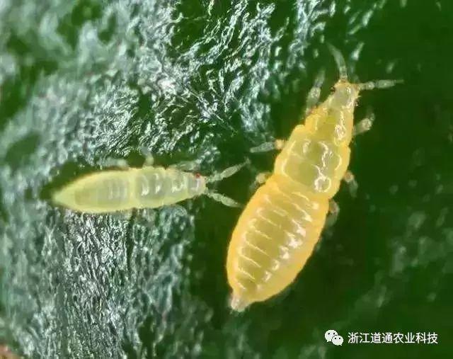 薊馬：就喜歡你看不上我，又干不掉我的樣子