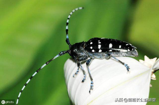 抓住秋冬季防治林木蛀干害蟲——天牛