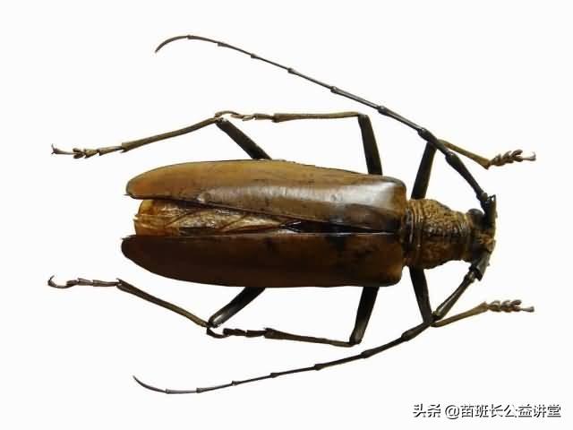 抓住秋冬季防治林木蛀干害蟲——天牛