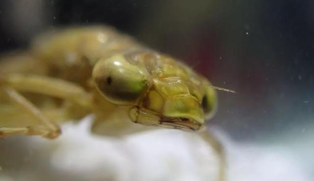 聽說這種東西把蚊子小朋友當辣條吃？