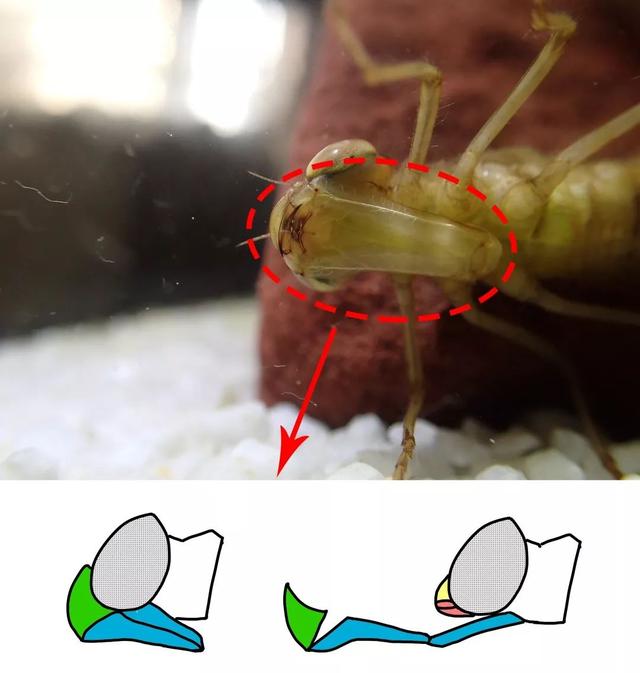 聽說這種東西把蚊子小朋友當辣條吃？
