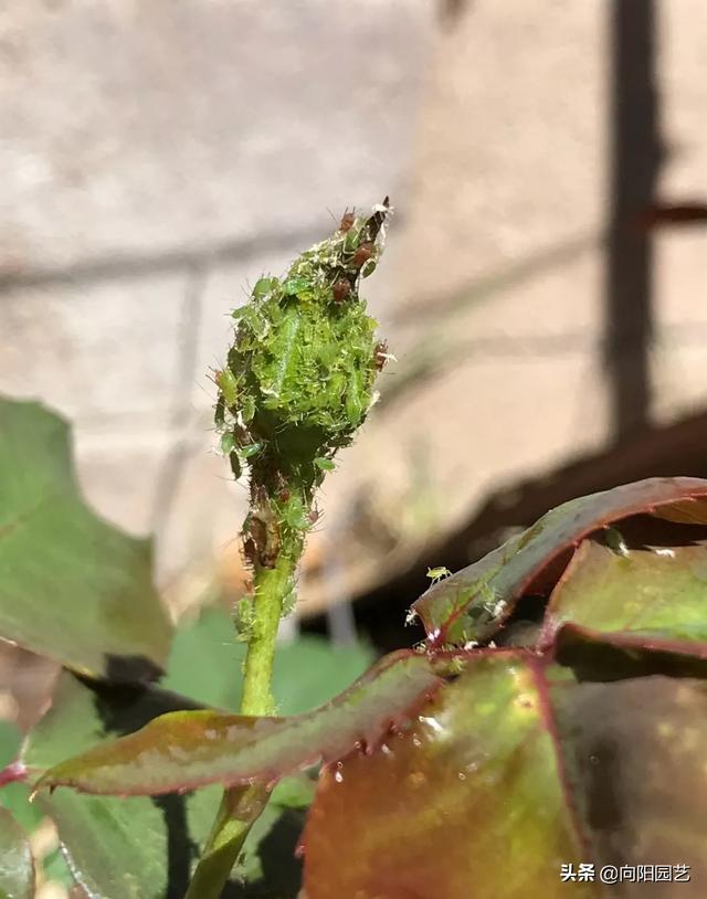 植物招了“蚜蟲”，“大蒜水”顯神威，學(xué)會(huì)這3招，蟲卵一鍋端