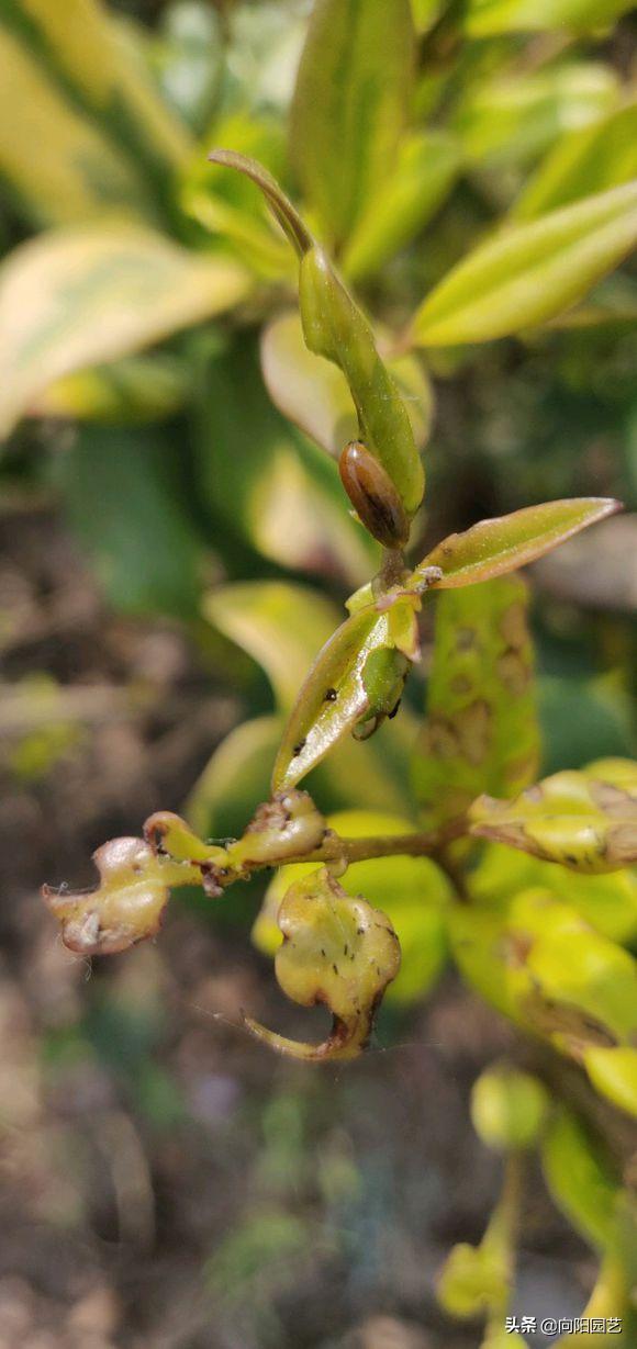 植物招了“蚜蟲”，“大蒜水”顯神威，學(xué)會(huì)這3招，蟲卵一鍋端
