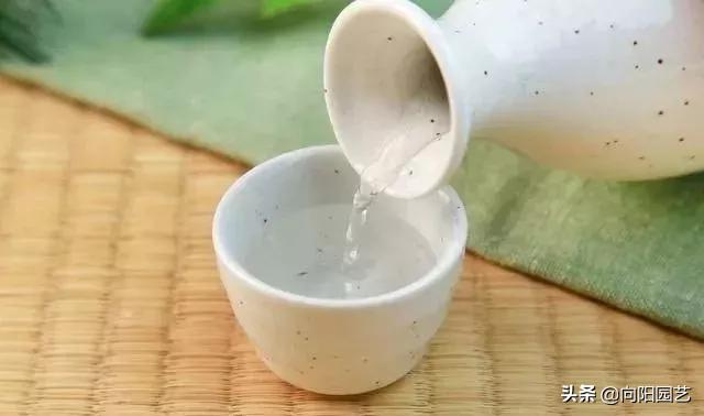 植物招了“蚜蟲”，“大蒜水”顯神威，學(xué)會(huì)這3招，蟲卵一鍋端