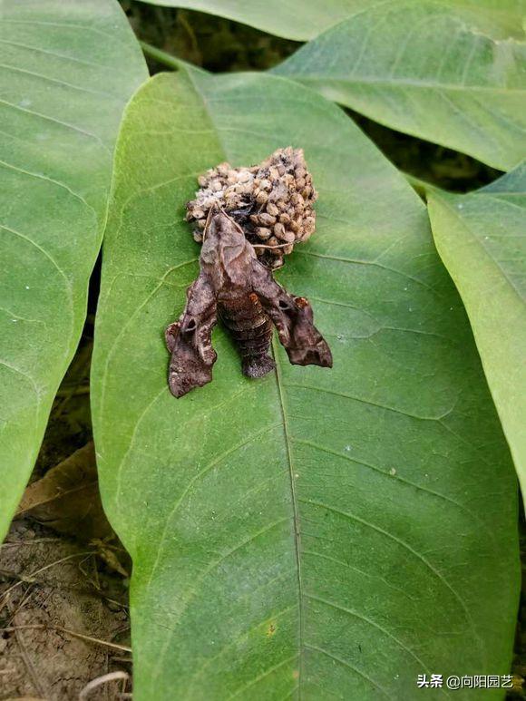 植物招了“蚜蟲”，“大蒜水”顯神威，學(xué)會(huì)這3招，蟲卵一鍋端