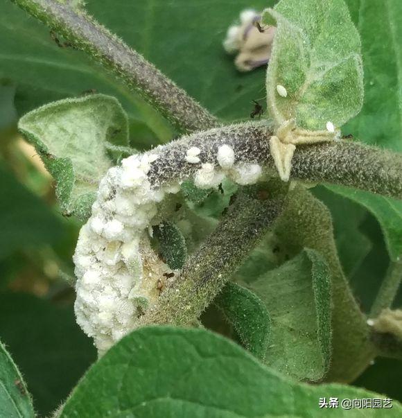 植物招了“蚜蟲”，“大蒜水”顯神威，學(xué)會(huì)這3招，蟲卵一鍋端