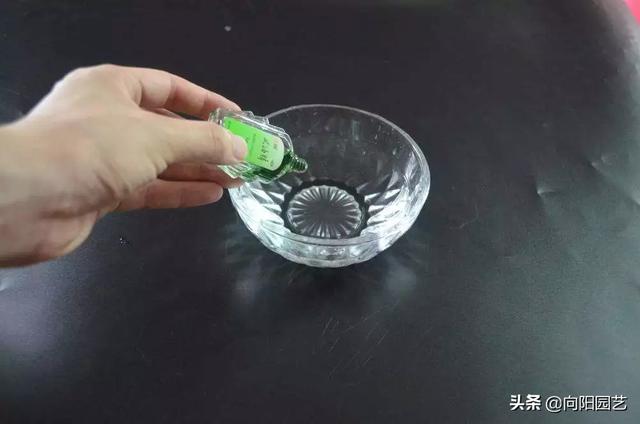 植物招了“蚜蟲”，“大蒜水”顯神威，學(xué)會(huì)這3招，蟲卵一鍋端