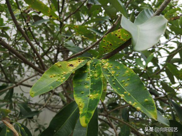 植物招了“蚜蟲”，“大蒜水”顯神威，學(xué)會(huì)這3招，蟲卵一鍋端
