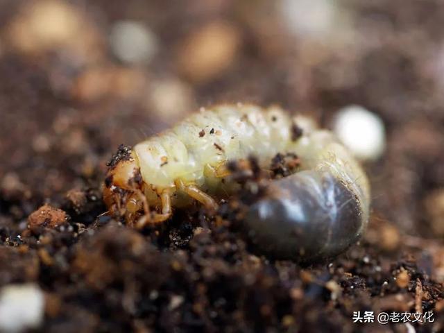 防治10種地下害蟲,用這些方法很有效