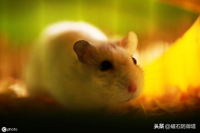 老鼠也會玩捉迷藏？還能獲得快樂？和老鼠玩捉迷藏的科學家們
