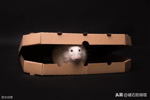 老鼠也會玩捉迷藏？還能獲得快樂？和老鼠玩捉迷藏的科學家們