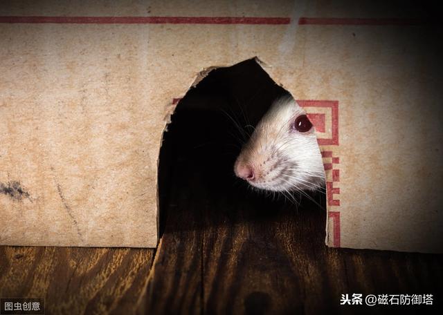 老鼠也會玩捉迷藏？還能獲得快樂？和老鼠玩捉迷藏的科學家們