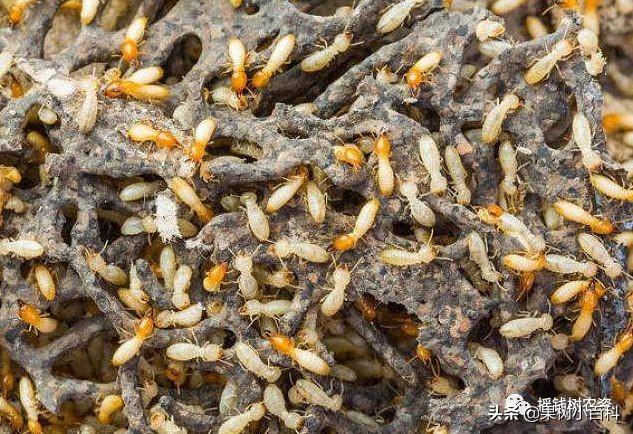 園林遭遇白蟻危害？這7種防治方法請(qǐng)收好