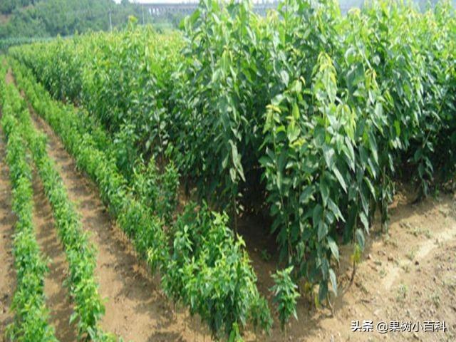 園林遭遇白蟻危害？這7種防治方法請(qǐng)收好