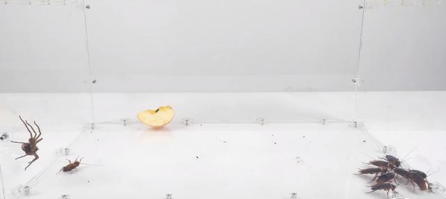 與人類為伴的家居型蜘蛛——白額高腳蛛