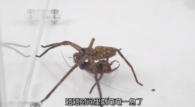 與人類為伴的家居型蜘蛛——白額高腳蛛