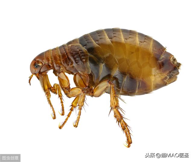 跳蚤，你了解多少？是其他疾病的傳播媒介