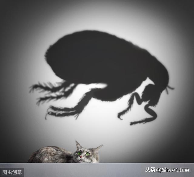跳蚤，你了解多少？是其他疾病的傳播媒介