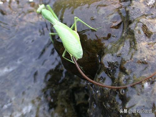科幻電影中的精神控制者，在動物界是真實(shí)存在的喲！——鐵線蟲