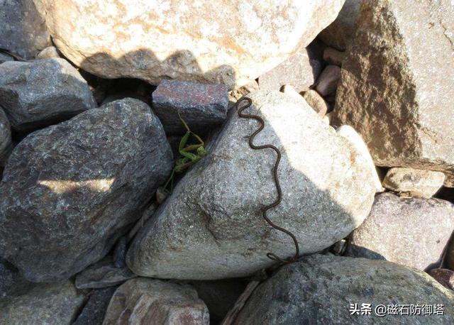 科幻電影中的精神控制者，在動物界是真實(shí)存在的喲！——鐵線蟲