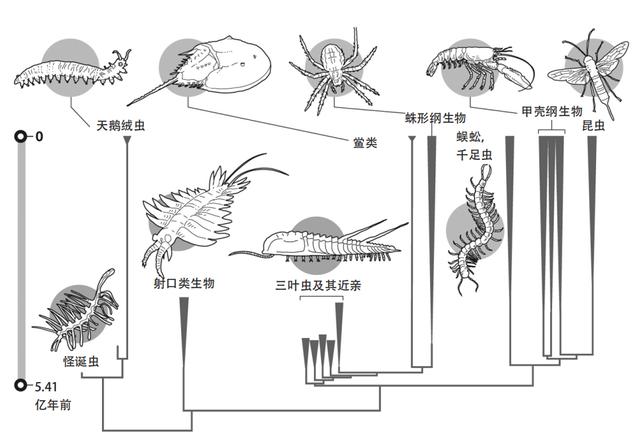 "離奇的白日夢"，怪異到科學家都研究好久的動物——怪誕蟲