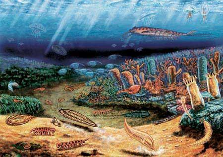 "離奇的白日夢"，怪異到科學家都研究好久的動物——怪誕蟲