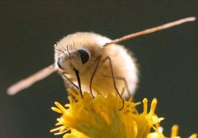 可愛的小生物——安蜂虻正在瀕臨滅絕，大自然真無情啊