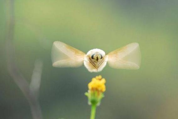 可愛的小生物——安蜂虻正在瀕臨滅絕，大自然真無情啊