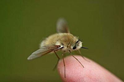 可愛的小生物——安蜂虻正在瀕臨滅絕，大自然真無情啊