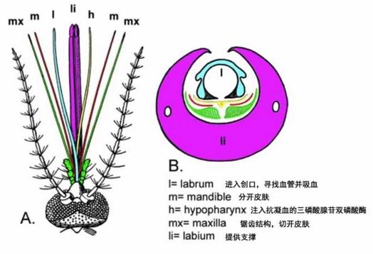 關(guān)于蚊子吸血，你不知道的秘密
