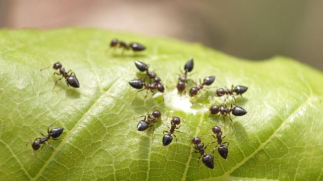 螞蟻真的是二維生物嗎？它們真的感受不到人的存在嗎？