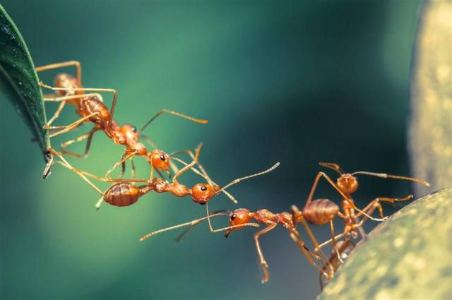 螞蟻真的是二維生物嗎？它們真的感受不到人的存在嗎？