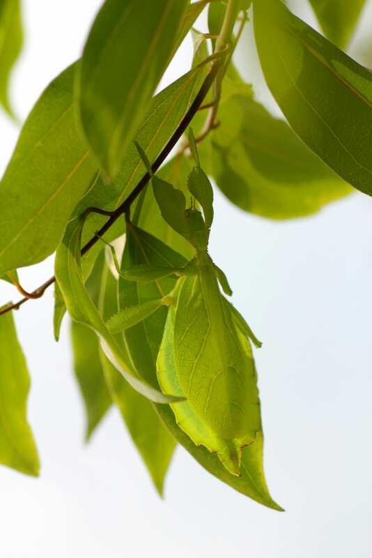 翅膀的出現(xiàn)改變了昆蟲(chóng)，昆蟲(chóng)翅膀除飛行外還有何妙用