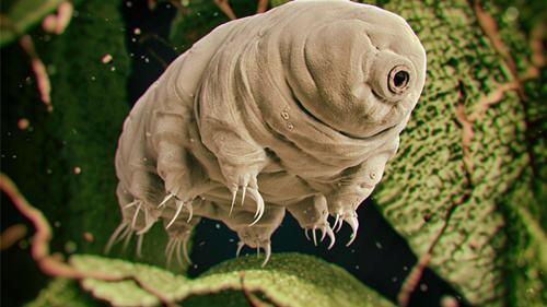 魔法抗性100%，可以活到太陽毀滅的生物"水熊蟲"