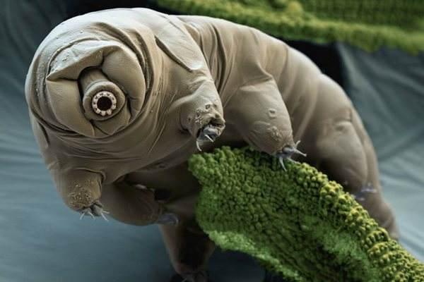 魔法抗性100%，可以活到太陽毀滅的生物"水熊蟲"