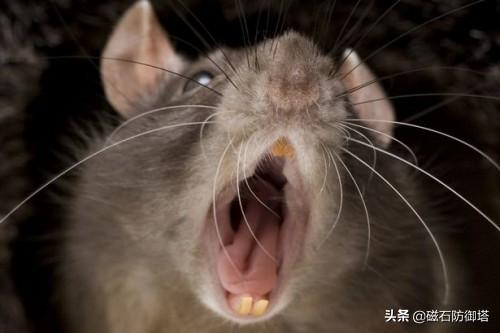 看了這些，你還敢說(shuō)你真的認(rèn)識(shí)老鼠嗎
