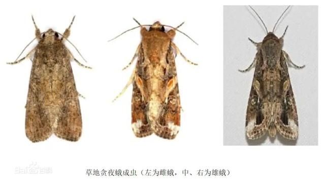 幫幫每周一蟲:草地貪夜蛾